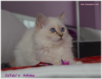 /album/fotogaleria%3a-ashima-de-catali%c2%b4s/ashima-16-jpg1/